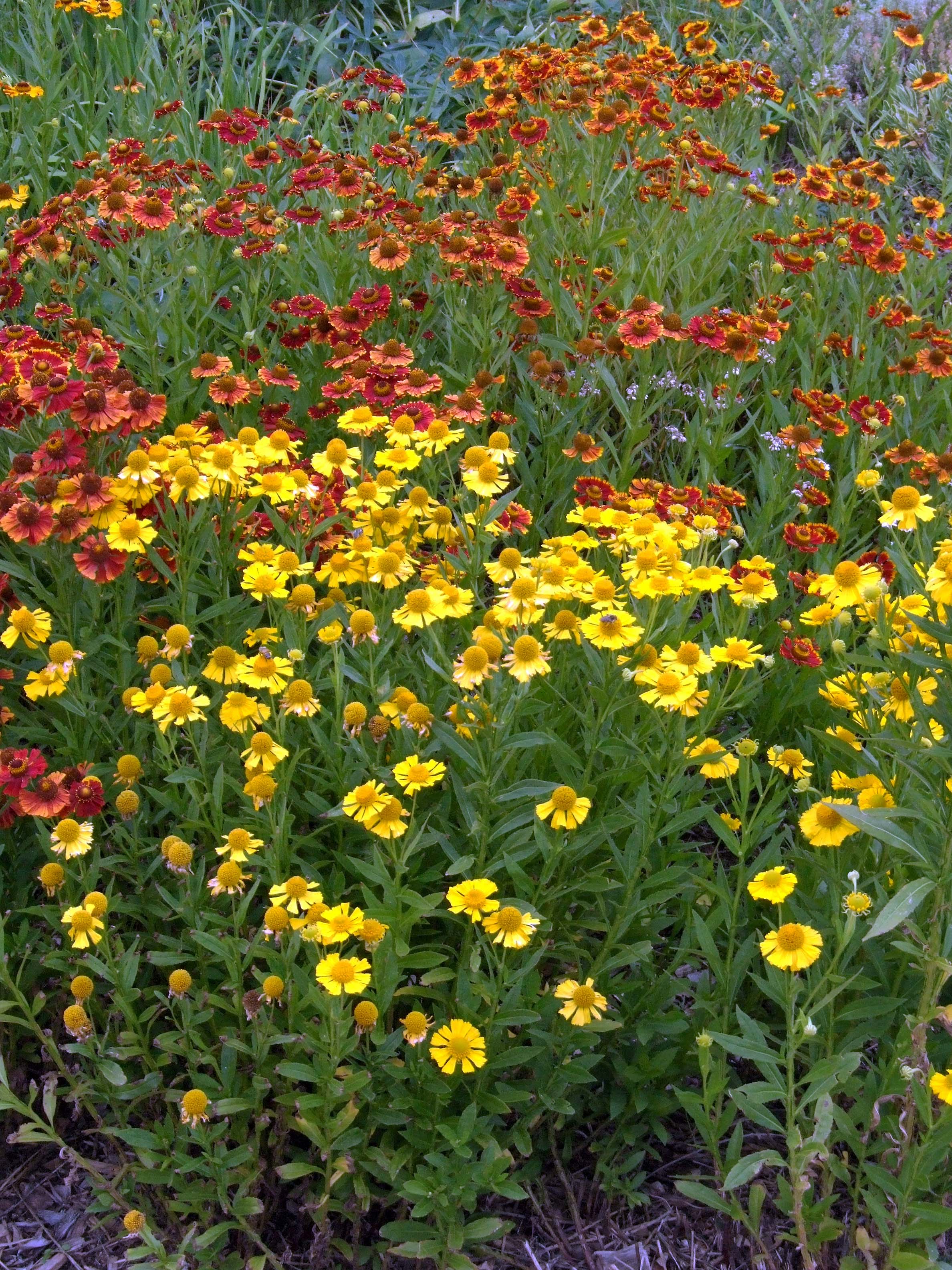 Sneezeweed